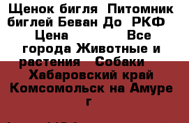 Щенок бигля. Питомник биглей Беван-До (РКФ) › Цена ­ 20 000 - Все города Животные и растения » Собаки   . Хабаровский край,Комсомольск-на-Амуре г.